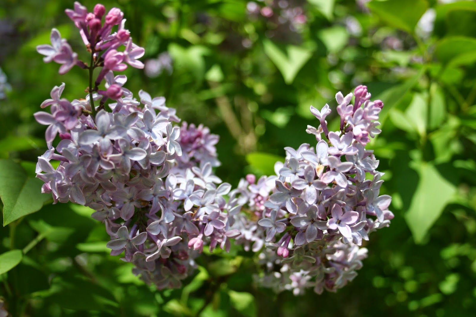 In Time of Lilacs - A Mountain Hearth